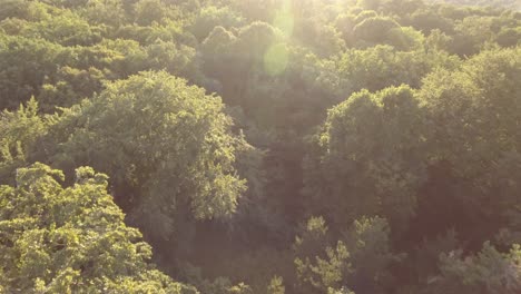 Flying-over-a-hardwood-forest-in-France-during-sunset.-Low-altitude-drone-shot
